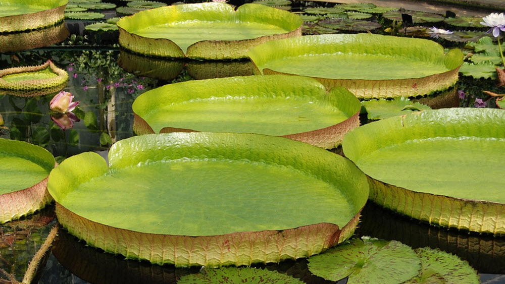 goliath water lilies