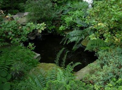 natural pond